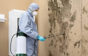 Best Real Estate Mold Inspection  in Osage, IA